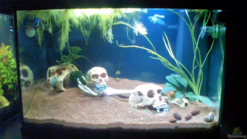 Kongo / Noch fehlt etwas Deko und ein paar Pflanzen von Aquaristricks (7)