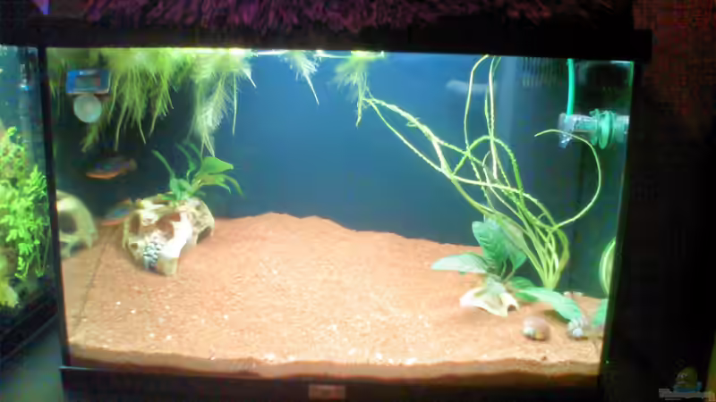 Kongo / Noch fehlt etwas Deko und ein paar Pflanzen von Aquaristricks (8)