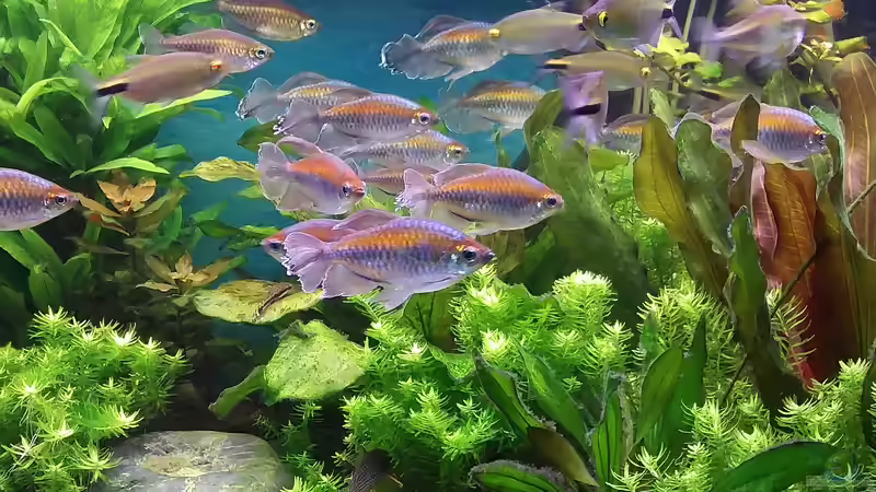 Aquarien mit Brycinus longipinnis (Langflossensalmler)