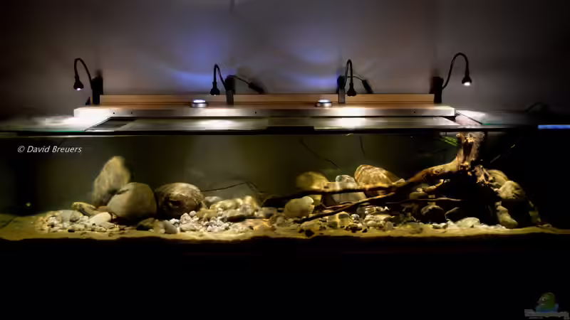 Kongo-River von David Breuers (2)