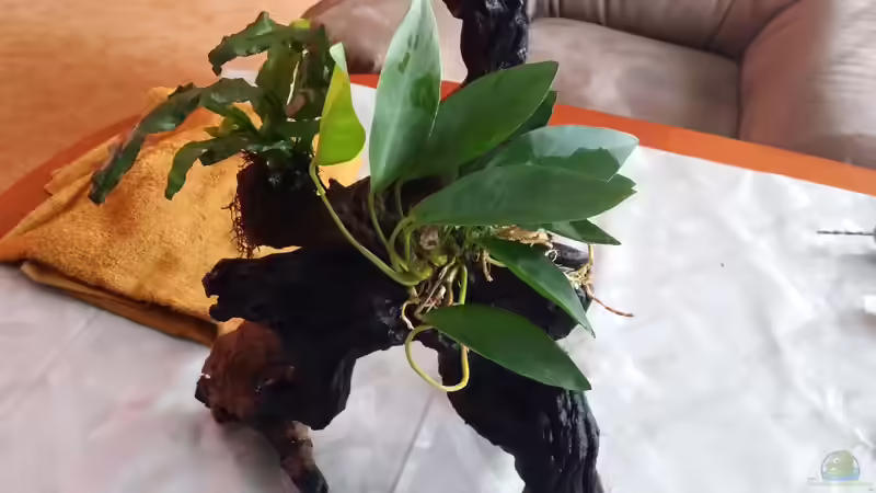 Kongo-Speerblatt (Anubias congensis) von Steffen und Felix (103)