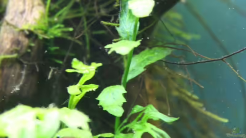 Kongo-Wasserfarn von Apistofan (21)