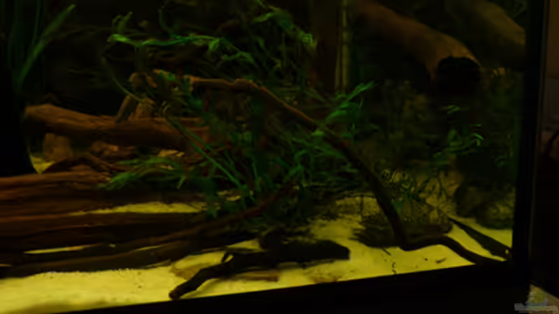 Kongo-Wasserfarn von Cichlid Power (19)