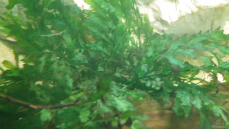 Kongo-Wasserfarn von Falk Bellmann (24)