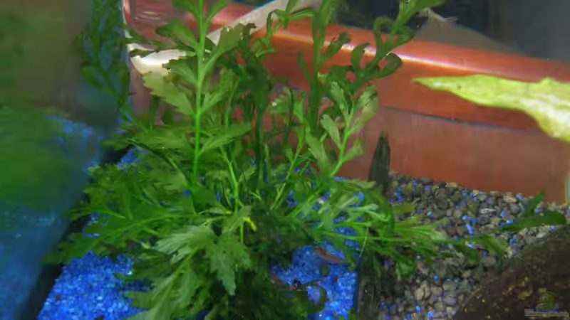 Kongo-Wasserfarn von Patrick Gisi (2)