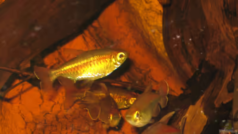 Kongo Weibchen und der Rest des Clans :) 25.02.12 von Alex S (29)