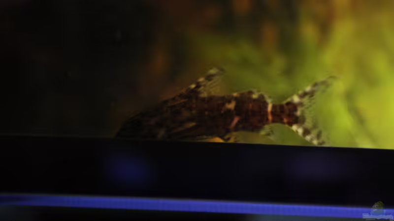 Kongo Wels (Männchen) von Florian Bandhauer (58)