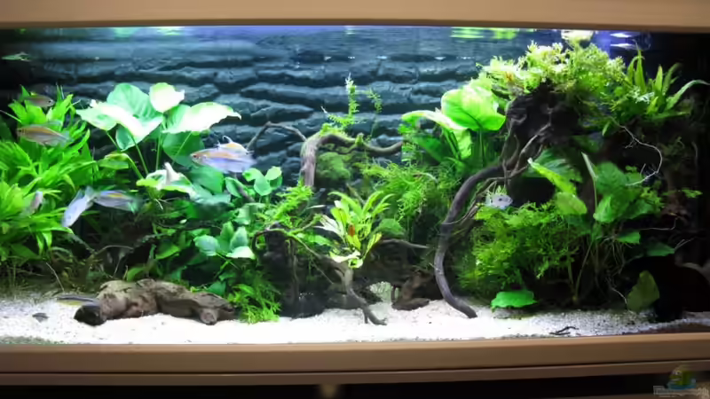 Kongobecken von Aquadog (3)