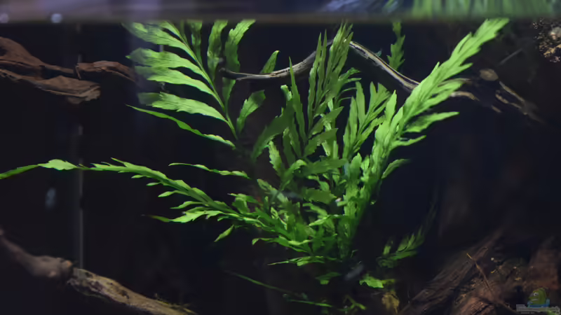 Kongofarb von Junglist (13)