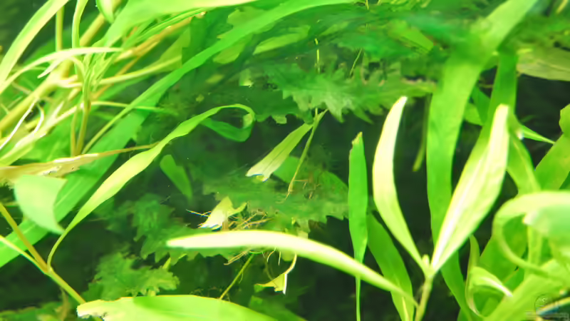 Kongofarn (Bolbitis Heudelotii) Dezember 2018 von schmitzkatze (6)