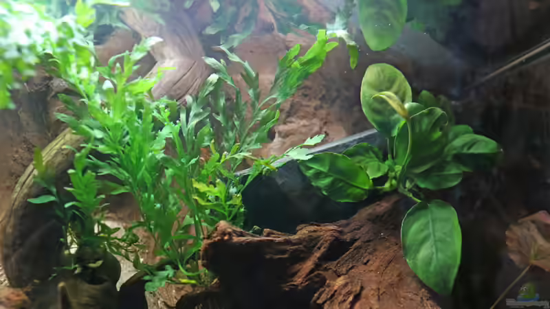 Kongofarn und Speerblatt von Pollux92 (2)