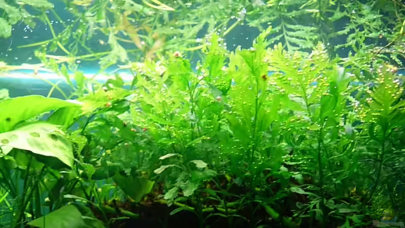 Kongofarn von Daniel_ (10)