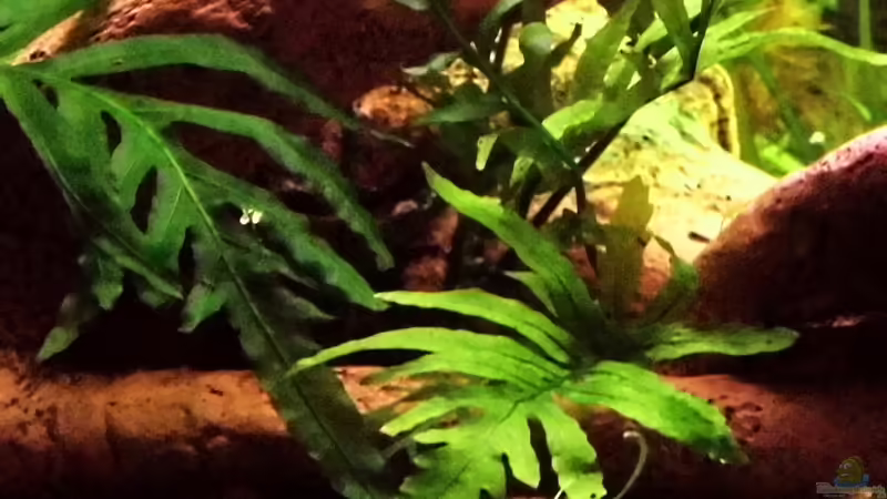 Kongofarn von snooze (27)