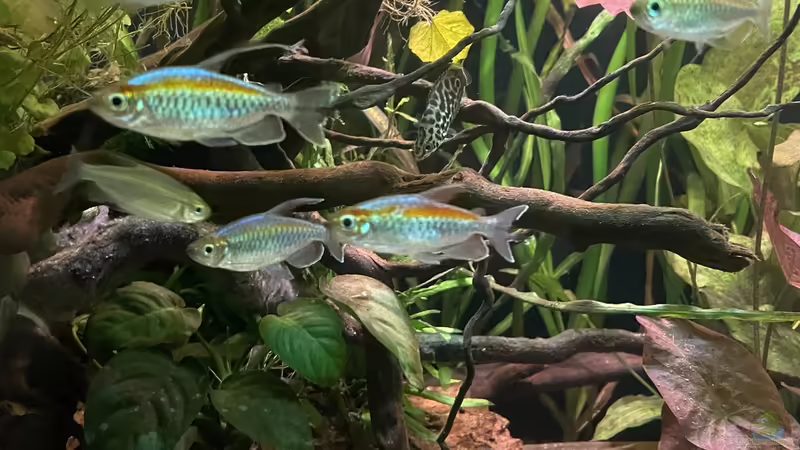 Kongos  von Franne (24)