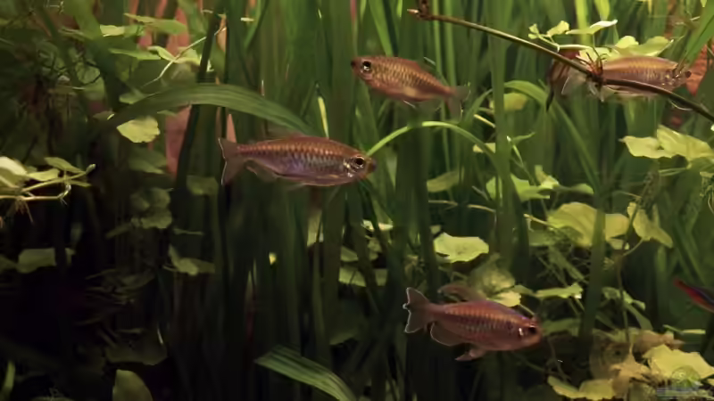 Kongo`s von cupra2009 (15)