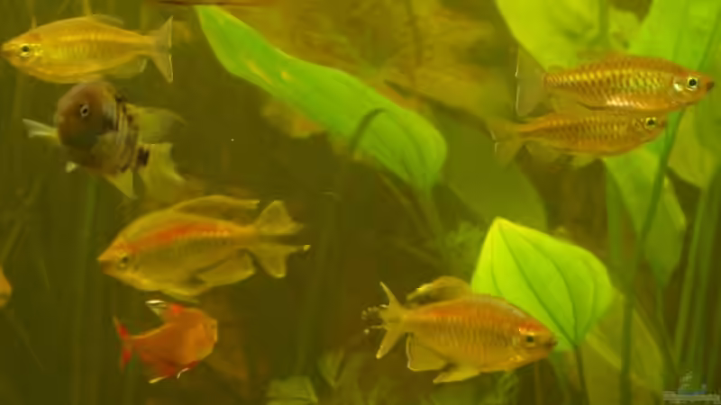 Kongo´s von Liane Stechert (6)