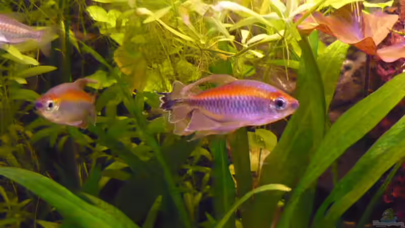 Kongo´s von Wels (26)