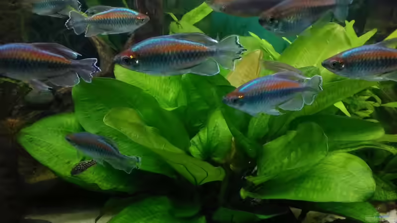 Kongosalmler - ich hab sie wieder  von Grünhexe (172)