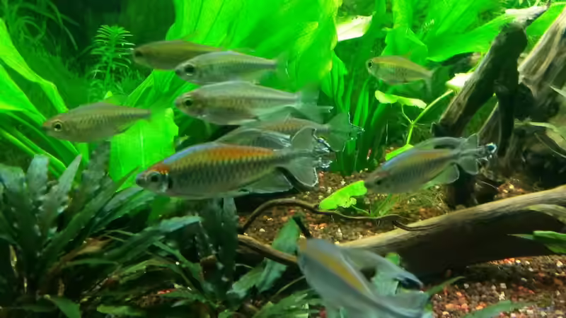 Kongosalmler  von Bea (8)