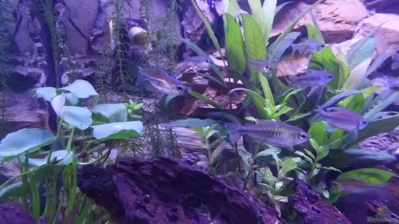 Kongosalmler. von raubsau (58)