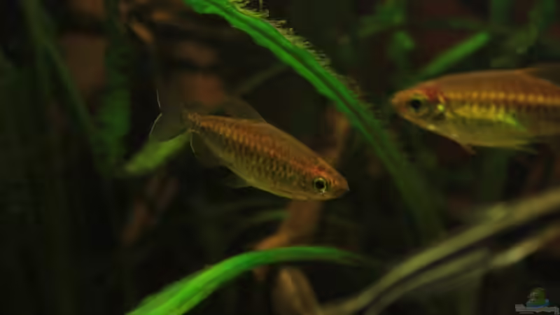 Kongosalmler Bilder und Eindrücke von Bämbel (45)