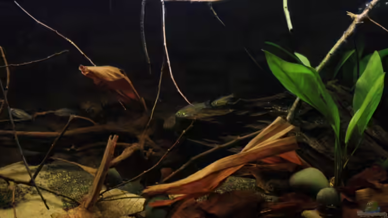 Kongosalmler im Ambiente von Florian Bandhauer (44)