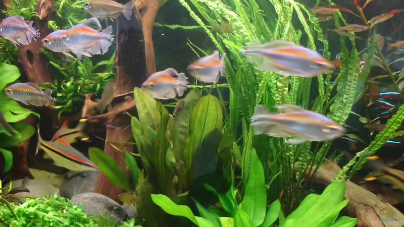 Kongosalmler im Mai 2014 von Grünhexe (219)