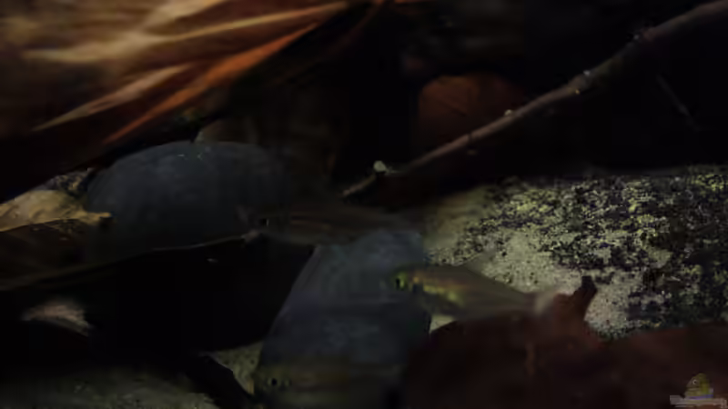 Kongosalmler im Tank... von Florian Bandhauer (45)