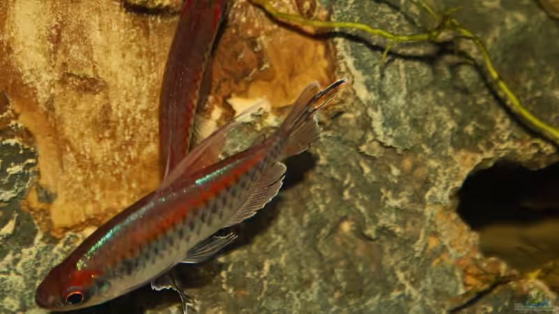 Kongosalmler lat. Phenacogrammus interruptus beim Balztanz von Florian Bandhauer (72)