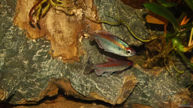 Kongosalmler lat. Phenacogrammus interruptus beim Balztanz von Florian Bandhauer (73)