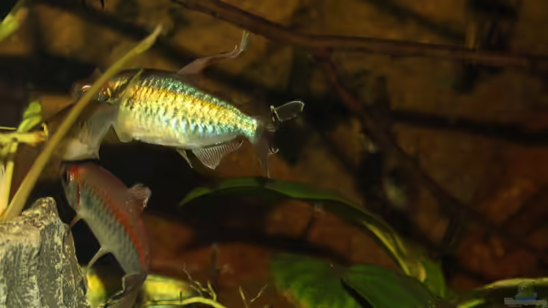 Aquarien mit Kongosalmlern (Einrichtungsbeispiele für Phenacogrammus-Arten)