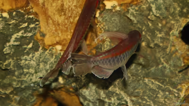 Phenacogrammus interruptus im Aquarium halten (Einrichtungsbeispiele für Blauer Kongosalmler)