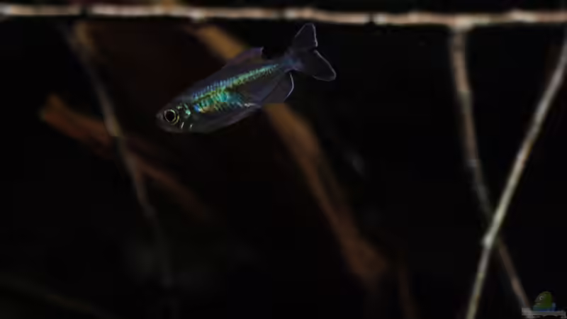 Kongosalmler Männchen von Florian Bandhauer (93)