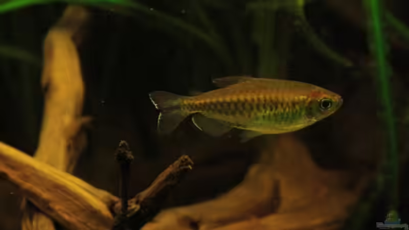 Kongosalmler streifen durch das Becken von Bämbel (24)