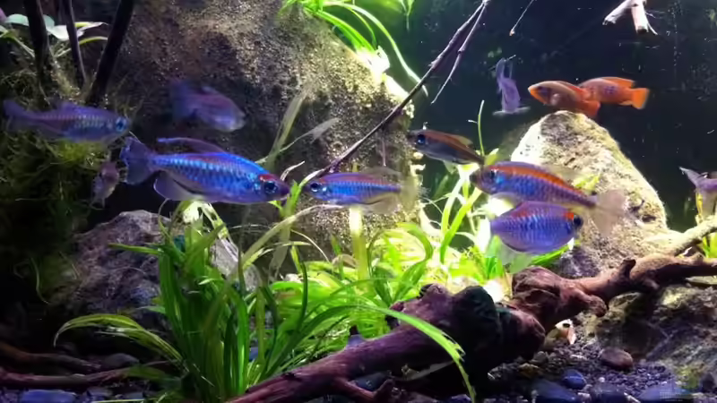 Kongosalmler und Hemichromis im Hintergrund von Chris_R. (34)
