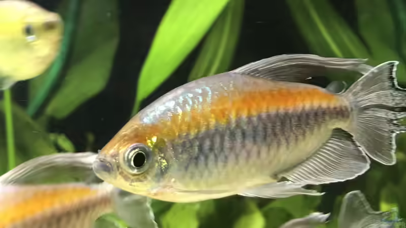 Kongosalmler von Aerbsli (27)