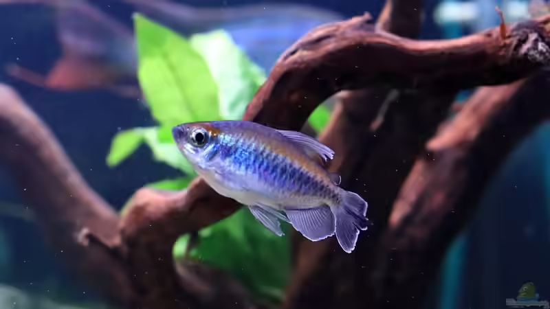 Kongosalmler von Justin Xiang (5)