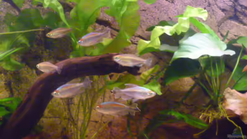 Kongosalmler von Marc Wollenberg (6)