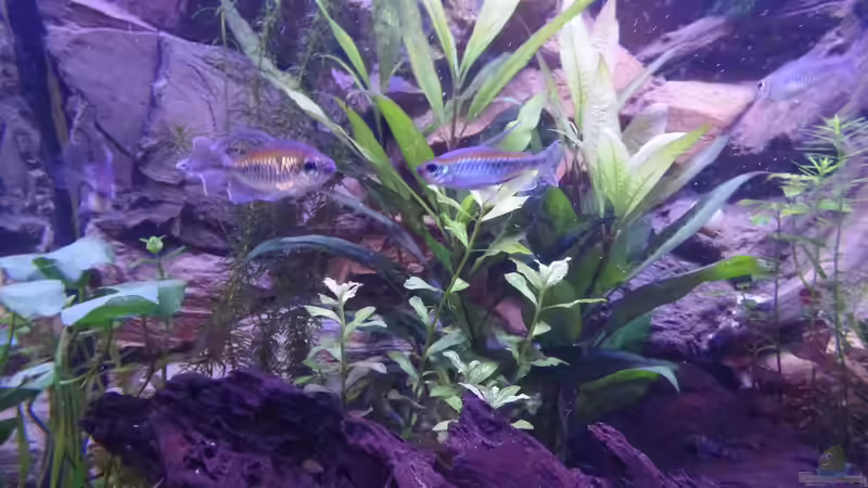 Kongosalmler von raubsau (62)