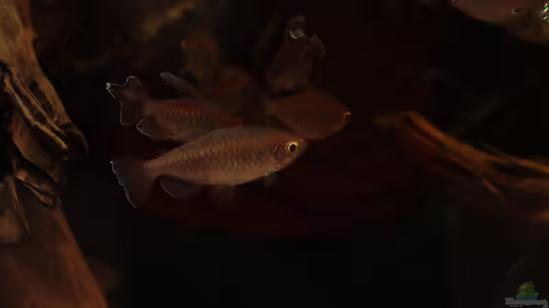 Kongosalmler von Stanislav Kislyuk (36)