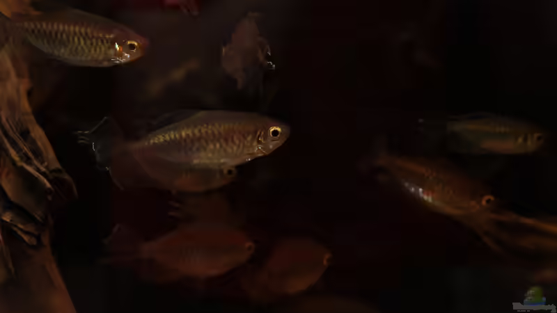 Kongosalmler von Stanislav Kislyuk (37)