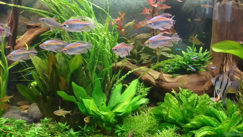 Aquarien mit Kongosalmlern (Einrichtungsbeispiele für Phenacogrammus-Arten)