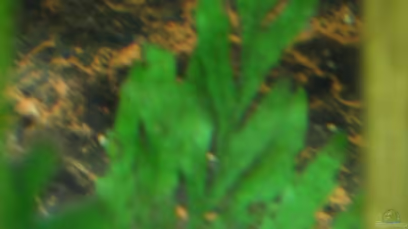 Kongowasserfarn von Michael Kamrath (6)