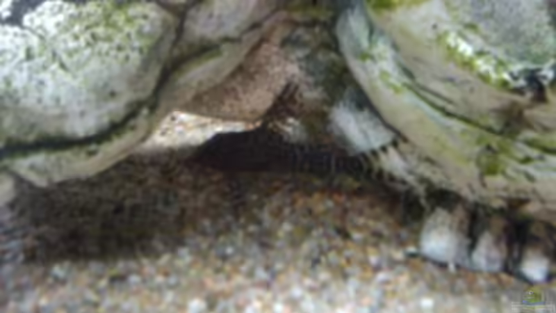 Kongowels von Fischer123 (7)