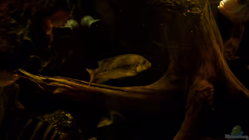 Konia im Aquarium halten (Einrichtungsbeispiele für Konia-Arten)