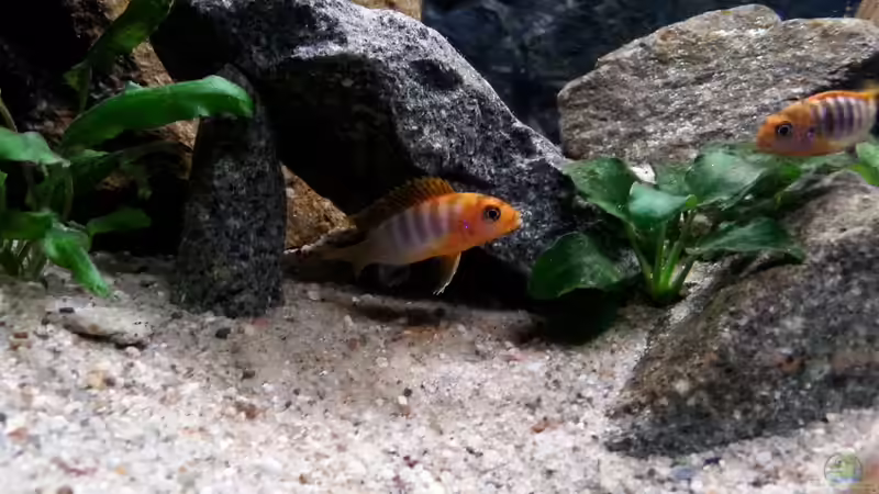 Konkurrenz? von junger Aquarianer (49)