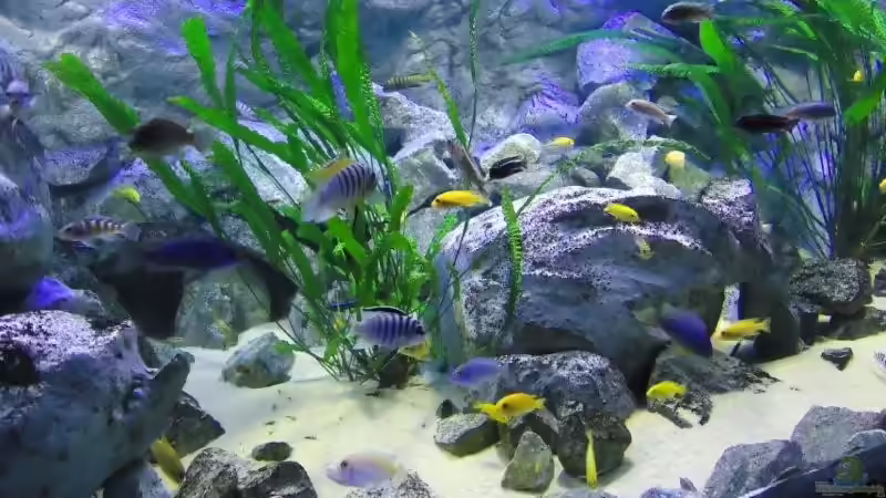 Konkurrierende, voll in Farbe stehende Böcke von Ps. Zebra Lundo und Ps. Zebra Chilumba von Mbuna Mick (49)