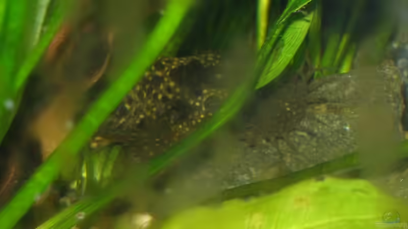 Kopf blauer Antennenwels von Maja Knodel (21)