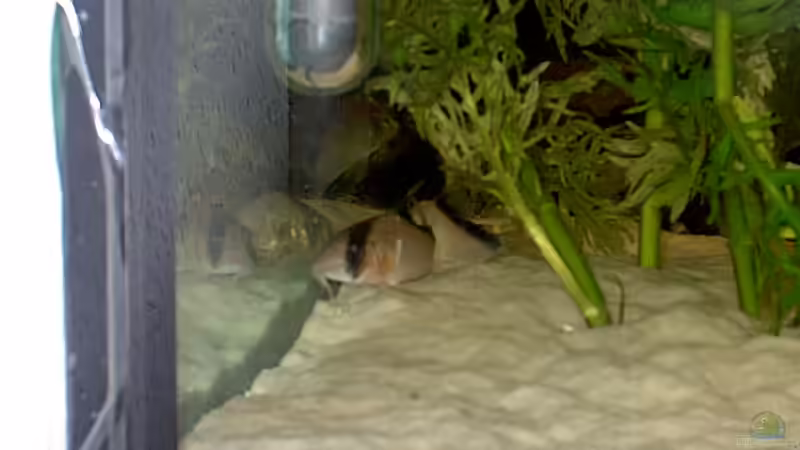 Aquarien mit Corydoras melini (Kopfbinden-Panzerwels)