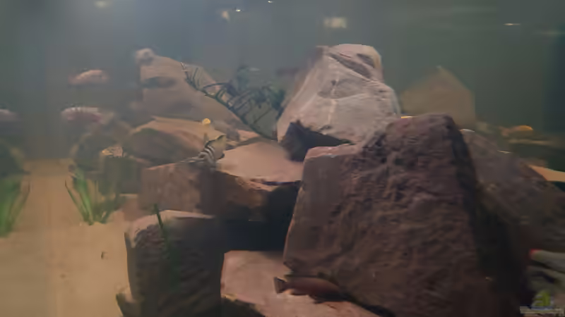 Kopfseite / Perspektive von links von Tim Gleichmann (6)